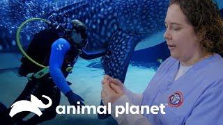 Toda una hazaña: tomar una muestra a un tiburón ballena | El Acuario | Animal Planet