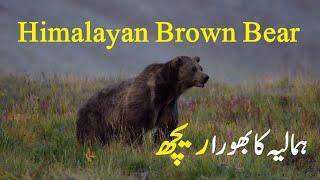 Brown Bears  | Himalaya Bears | Zunair Kamboh | Travel With Zunair | Deosai Bears