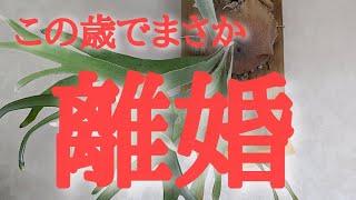 この歳で離婚？突然旦那が離婚したいと　言ってきました。　　　　　　　okfuji     可愛い花