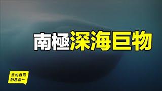 水下2300米發現未知魷魚，一步步破解懸案，我們發現了南極深海巨物的秘密……|自說自話的總裁