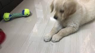 Baby Golden Retriever Puppy Playing with ice cube|| So much cute