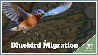 7 Secrets About Eastern Bluebird Migration