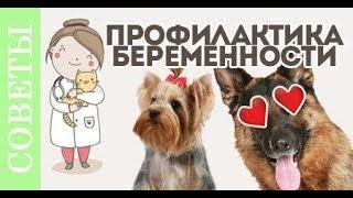 Как не забеременеть на улице? Советы ветеринара.
