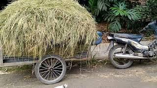 MAHYRA FARM CILACAP JAWA TENGAH