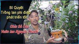 Cách trồng lan Phi điệp tốt mà không phải ai cũng biết - Vườn Lan Nguyễn Thanh