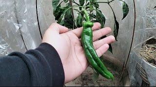 Harvesting of banana pepper.#bananapepper.#pepper