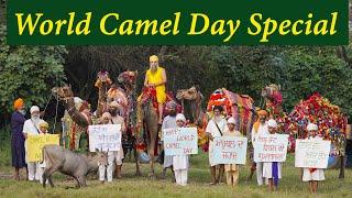 World Camel Day Special . Sant Baba Darshan Singh Ji Tapoban Dhakki Sahib .