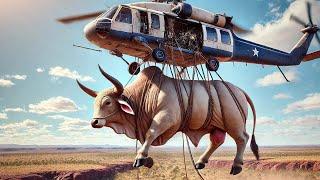 How Farmers Raise Millions Of Cattle From The Air - Agriculture Technology