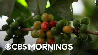 How Panama grows coffee that sells for $100 a cup