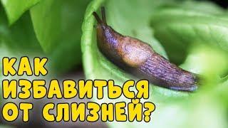 Как избавиться от слизней?