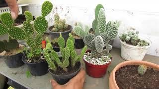 Como reproduzir os seus cactos de maneira fácil e rápida. Tenha um jardim de cactos! 