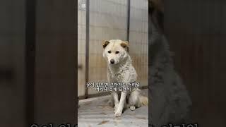 [하남유기견보호소] 길 위에서 더 행복했던 혜성이 #사지말고입양하세요 #유기견입양