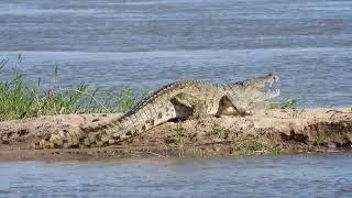 Safari Chronicles: Epic Hunts in Niassa Reserve, Mozambique | Mashambanzou Safaris 2022