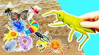 Learn Bug Insect Names at the Beach for Kids: Spider Slug Woodlouse Millipede