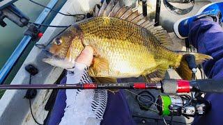 BREAM FISHING FOR BEGINNERS | Setup, Tips & Techniques