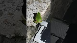 귀여운 청개구리 엉덩이 만지기/tree frog