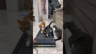 Exercise time - Catwalk || #funnycats #funnyshorts #gymmotivation #gym #cat #catlover #exercises