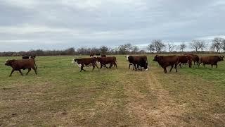 F1 Braford and Super Black Baldies all off the same Ranch exp Angus bulls since April