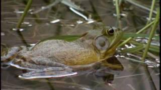 Bullfrog - National Park Animals for Kids