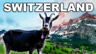 SHEEP (& goats) IN A SWISS ALPINE VILLAGE | Life in a Swiss Alpine Village Farming Cows Grazing