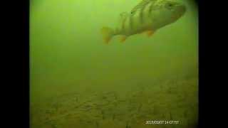 Perch attack the bite lure underwater ice fishing
