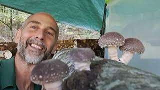 Outdoor Shiitake in der Steiermark
