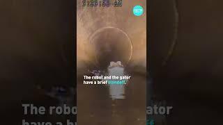 Robot scares gator in Florida pipes