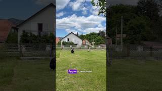 Зачем я снимаю этого пса #собакадругчеловека #животные #зоопсихология