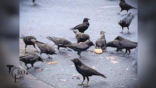 Crows Make Short Work of Abandoned Suet Cake