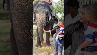 baby playing  with elephant haathi #elephant #animals #haathi #hathi