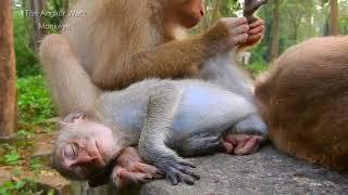 Step! Sister Sovana grooming little monkey Dawn when thy has not food