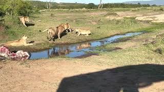 CRAZY! 4 Lion attack lioness to Protect Cub