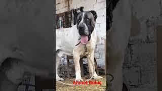 #almanya #budybuilding #hollywood #trkangal #fransa #iran #kangal #makedonya #turkey #kanada