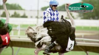 Canterbury Park Extreme Day Ostrich Race 7-16-16
