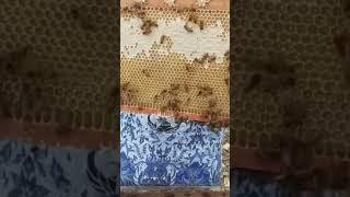 Honeycomb harvesting #youtubeshorts #honeycomb #shorts