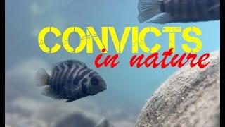 Convict cichlids in nature: Amatitlania and Neetroplus in Costa Rica!