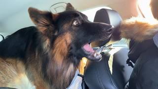 German Shepherd suddenly realizes he is going to the vet