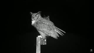 Great Horned Owl vocals of Male, Female and Juvenile