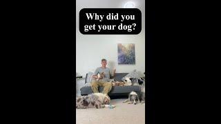 Why did you get your dog?
