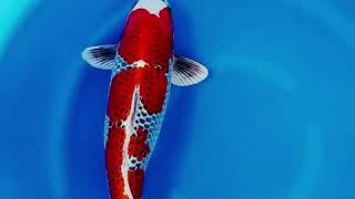 KOI IMPORT BERKUALITAS-NATSUKOI CENTER JAKARTA-HUB WA ONLY 0895326061666