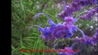 Plants that feed bees, butterflies, and hummingbirds: Blue curls (Trichostema Lanceolatum)