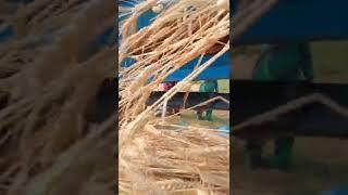 How threshing machine works