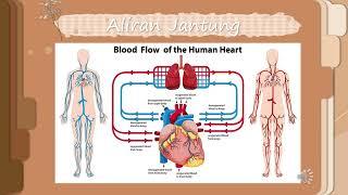 Cardiovascular System (Heart): Lapisan, Katup, Aliran dan Siklus Jantung