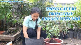 (P1)HƯỚNG DẪN TRỒNG CÂY TÁO TRONG CHẬU ĐƠN GIẢN CHO SÂN VƯỜN NHỎ