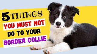 5 Things You Must NOT Do To Your Border Collie / All Collie Owners Must Watch!