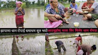 Agriculture In Nepal|Dhan Ropai |Paddy Cultivation|Rice Cultivation|Paddy Farming In Nepal