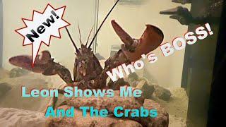 Leon Shows Me & The Crabs Who's Boss