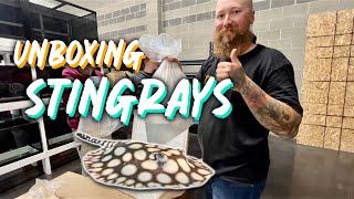 Unboxing Freshwater Stingrays At The Waterfront