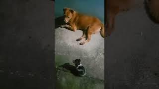 brave kittenfaced the big dog without fear #funny #shorts #cute #shortsvideo