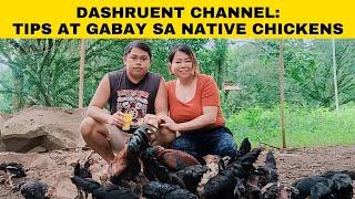 Tips at Kaalaman sa Native Chickens